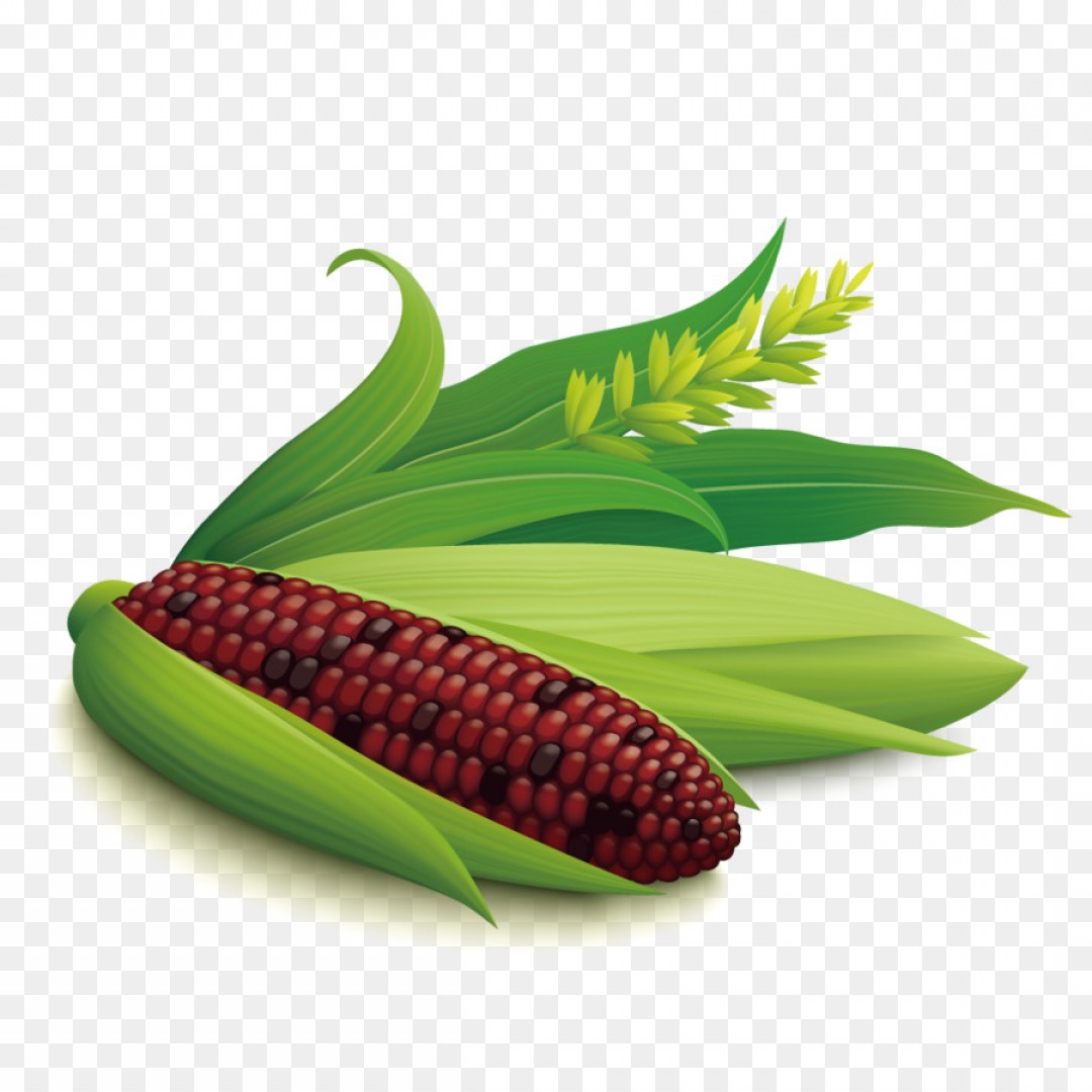 1080x1080 Corn Grilling Vector Hoodamathrun