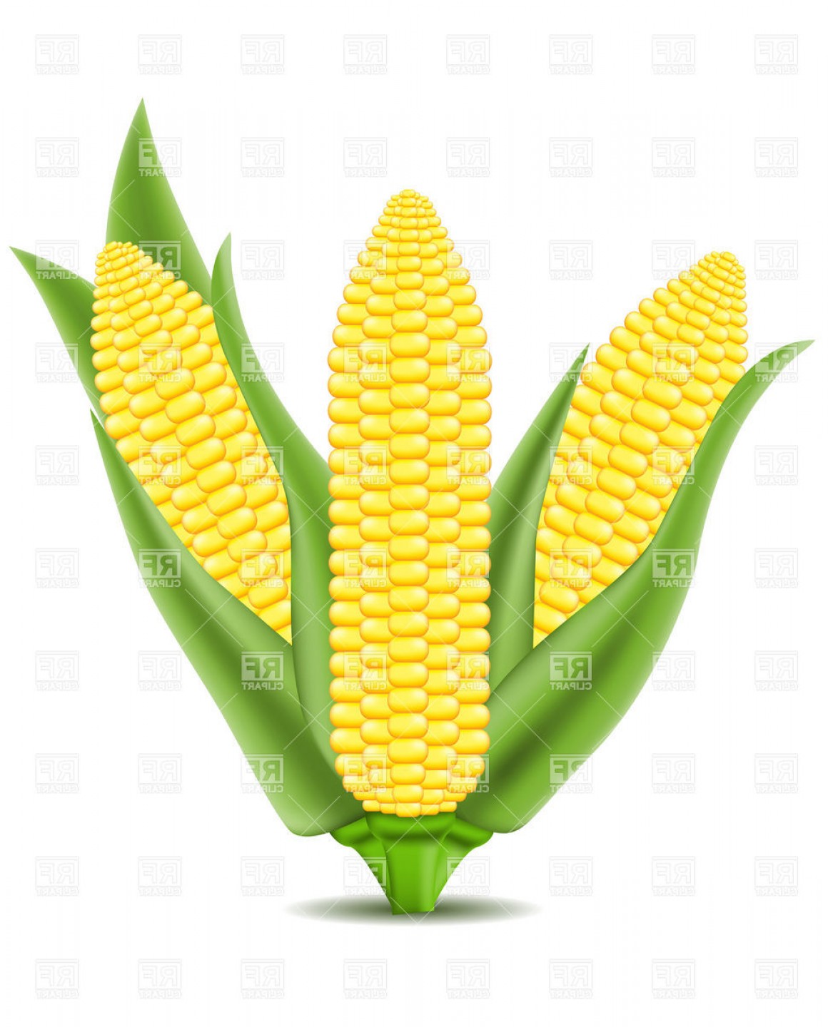 1160x1440 Corn On The Cob Vector Clipart Soidergi