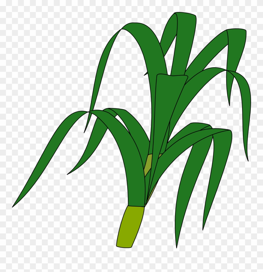 880x909 Corn Plant Silhouette Clip Art Vector Online Royalty