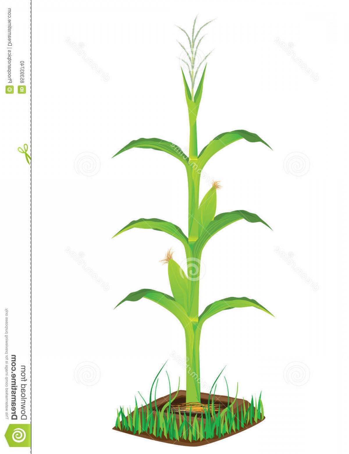 1200x1560 Corn Plant Vector Catchsplace