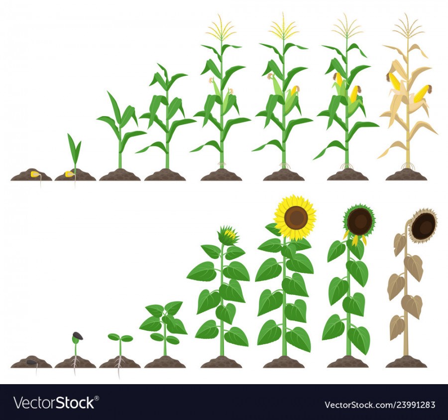 900x843 Corn Plant And Sunflower Plant Growing Stages Vector Image