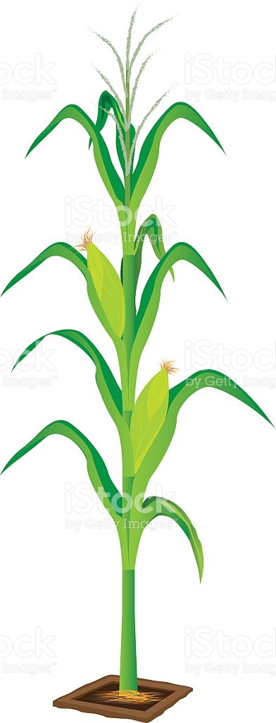 392x1024 Corn Plant Clipart Clipart Station