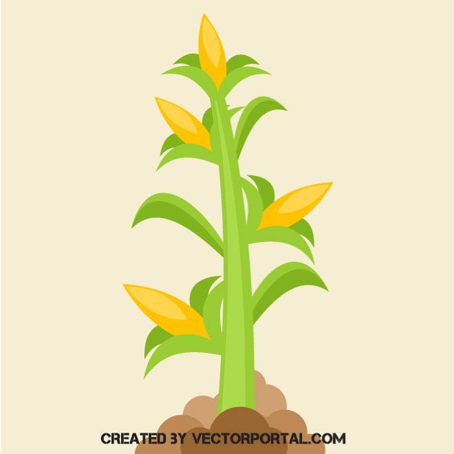 Corn Plant Vector at Vectorified.com | Collection of Corn Plant Vector ...