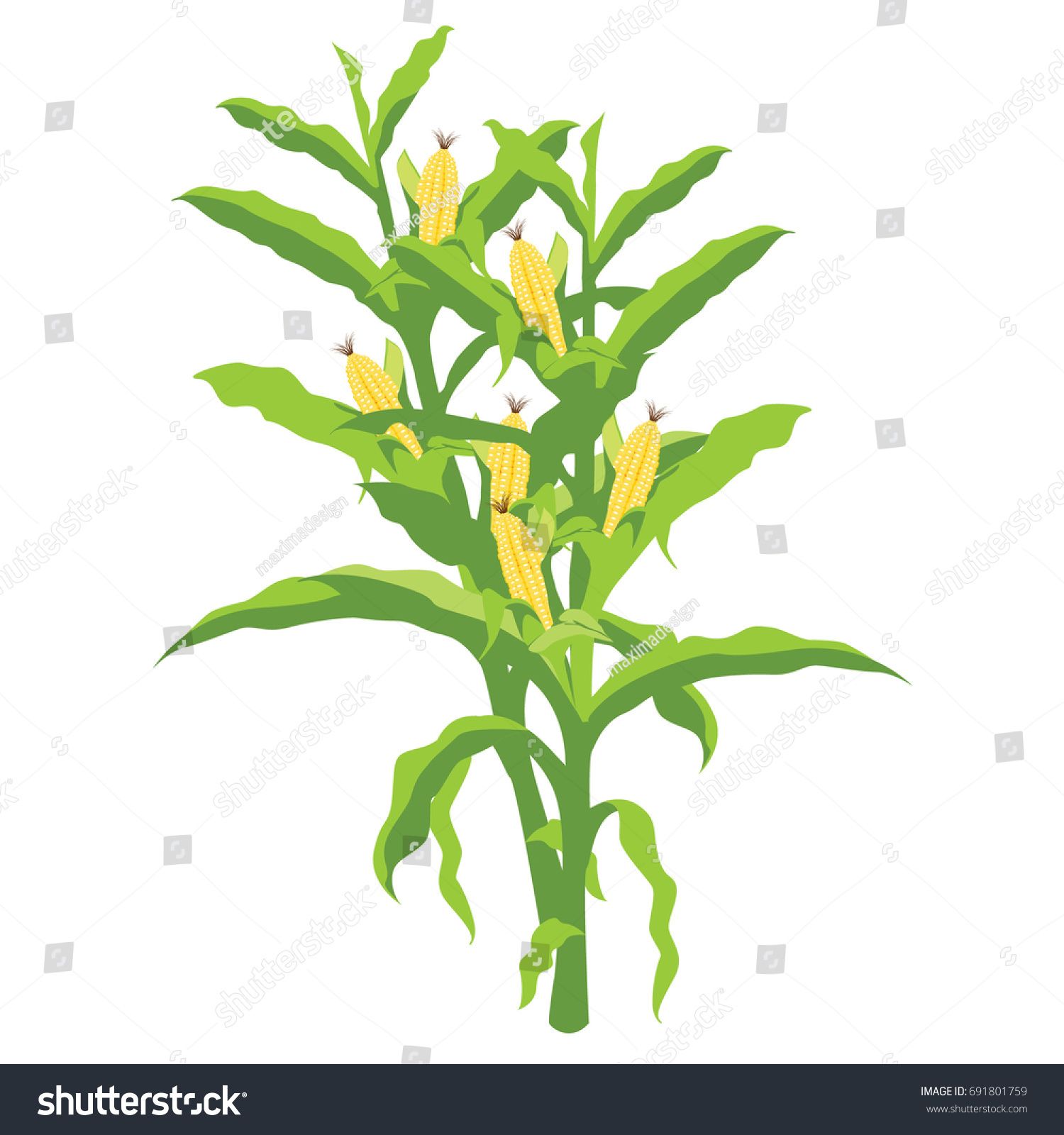 1500x1600 Corn Plant With Long Green Leaves Vector Illustration For Sale