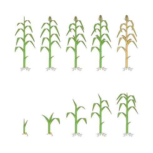 490x490 Free Corn Plants Vector