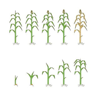 310x310 Free Corn Plants Vector Free Graphics Uihere