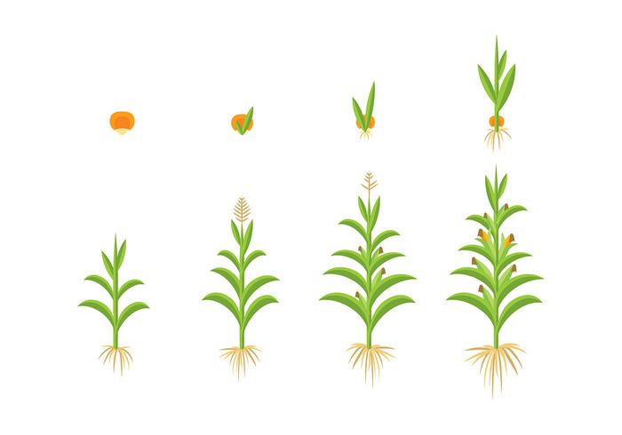 700x490 Grow Up Corn Vector