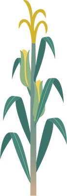 138x400 Corn Plant Icon Images