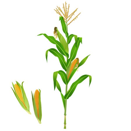 450x450 Green Realistic Corn Plant Royalty Free Vector Graphics