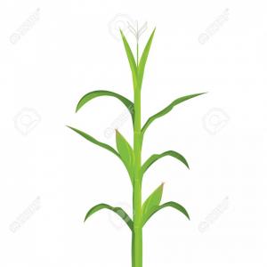 300x300 Japanese Bonsai Tree Plant Silhouette Icons Studiogrfx