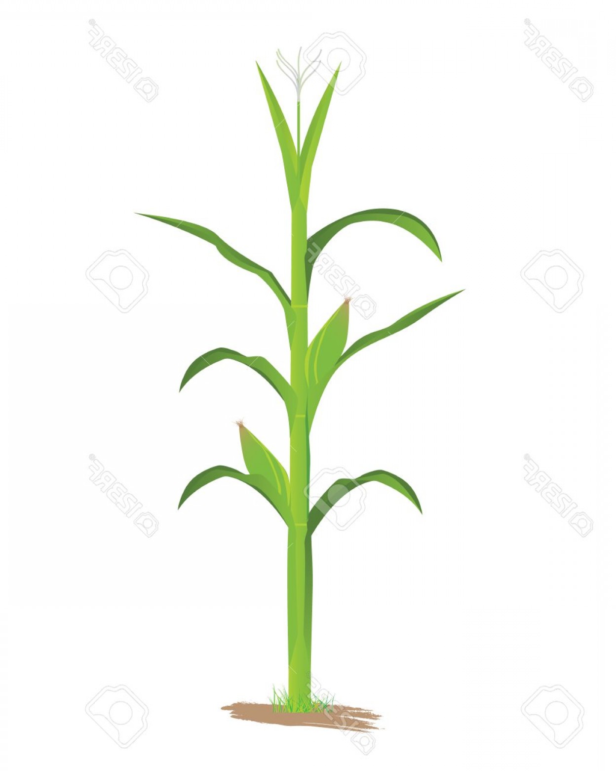 1248x1560 Photostock Vector Corn Plant Vector Design Soidergi