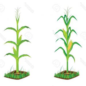 300x300 Photostock Vector Corn Plant Vector Design Catchsplace