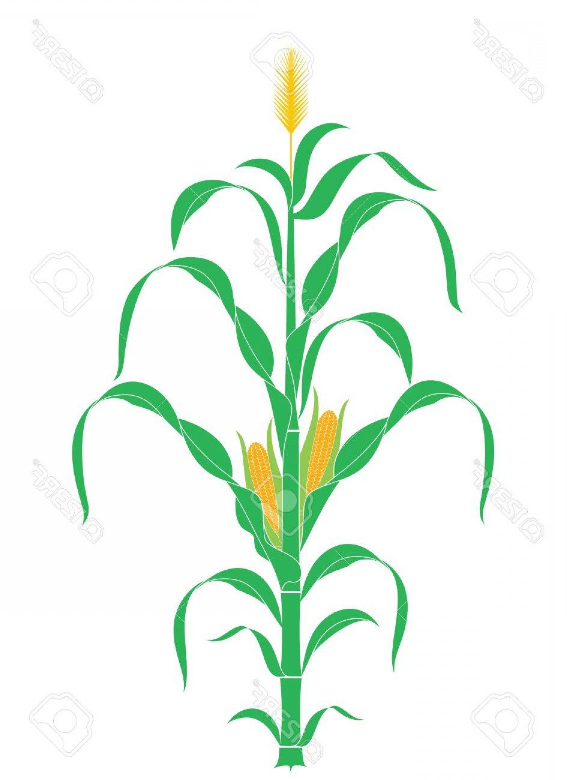1134x1560 Photostock Vector Corn Stalk Plant Vector Geekchicpro