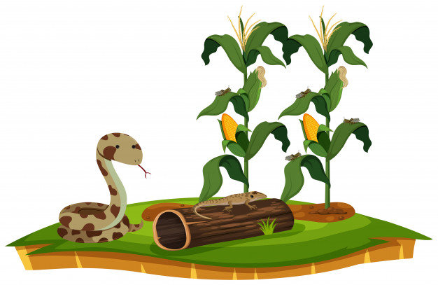 626x407 A Snake And Lizard Near Corn Plant Vector Premium Download