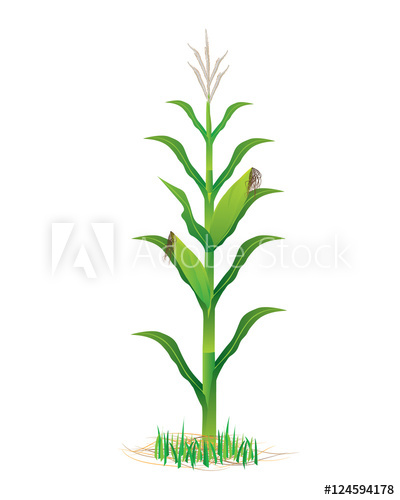 400x500 Corn Plant Vector Design