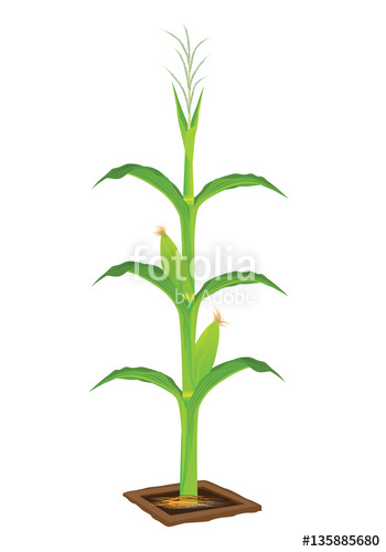 350x500 Corn Plant Vector Design Stock Image And Royalty Free Vector