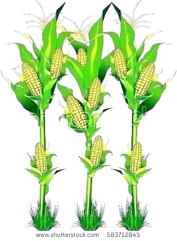 346x470 Corn Stalk Plant Burns Risk