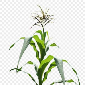 300x300 Hoodamath Best Vector Graphic Storage