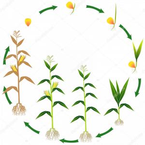 300x300 Black Silhouette Of Corn Plant Catamart