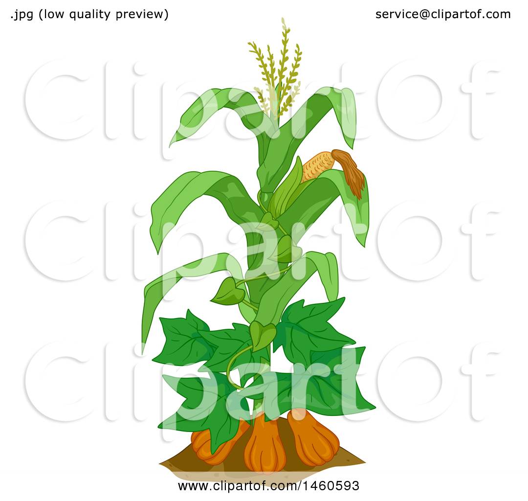1080x1024 Clipart Of A Corn Plant With Gourds And Beans