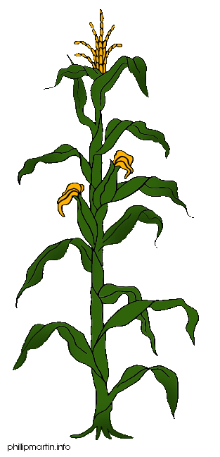 313x648 Corn Plant Clipart
