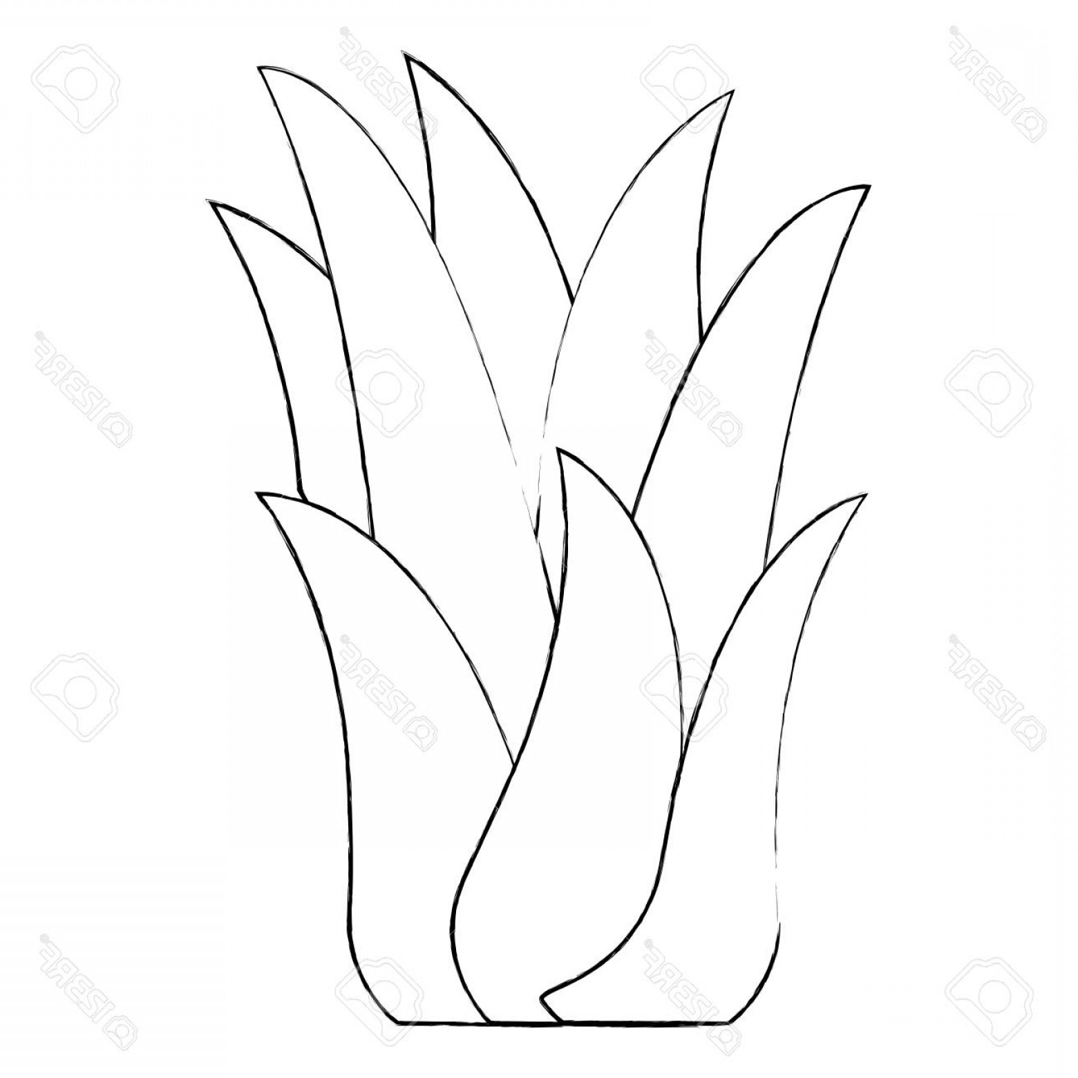 1560x1560 Corn Plant Line Vector Catamart