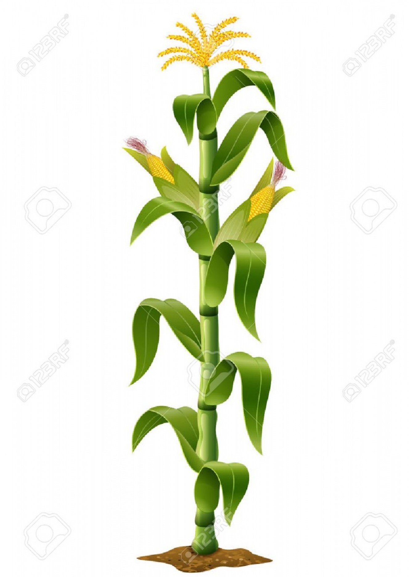 1327x1872 Photostock Vector Vector Illustration Of Corn Plant Soidergi