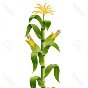 300x300 Photostock Vector Vector Illustration Of Corn Plant Catchsplace