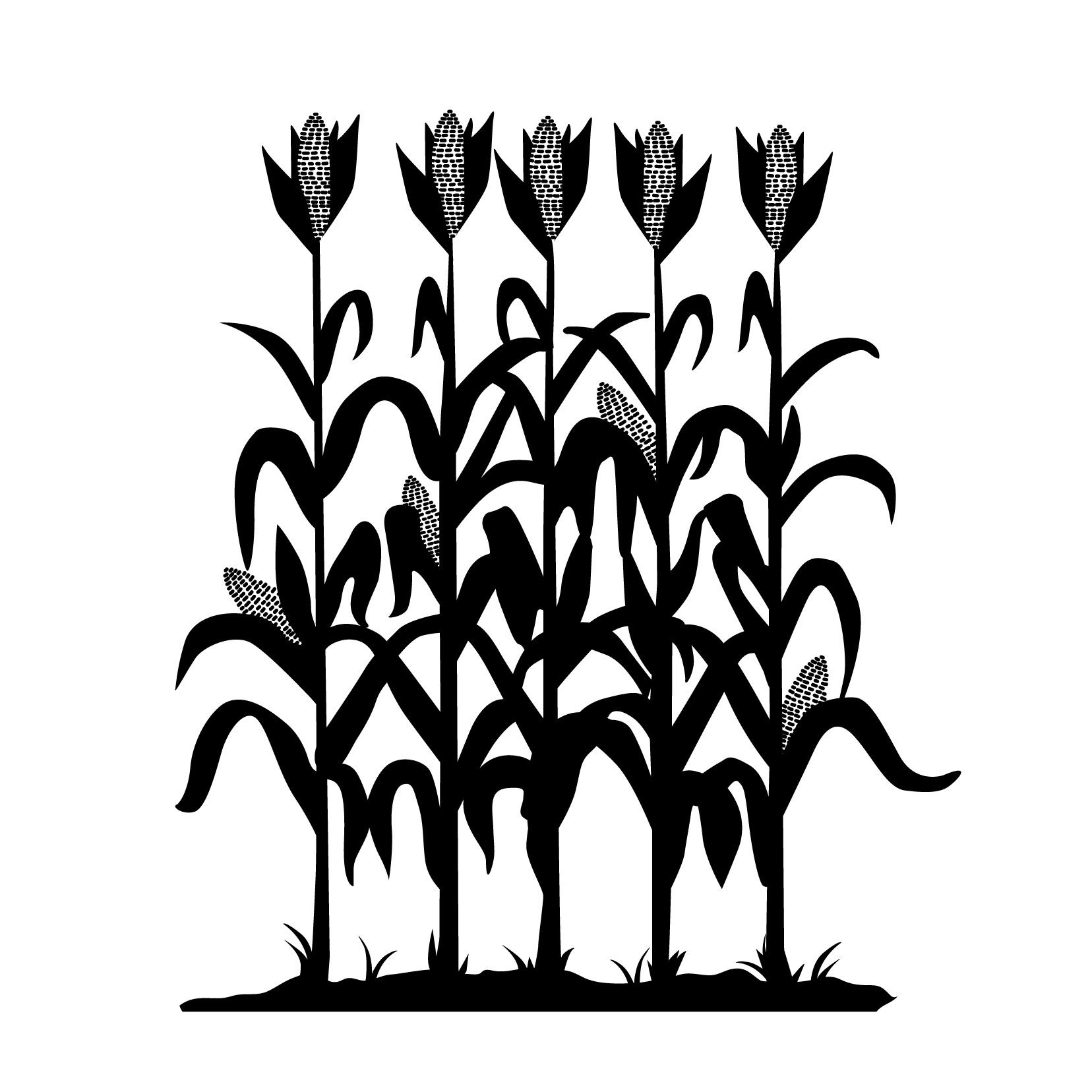 1656x1656 Summary Gt Corn Silhouette Vector