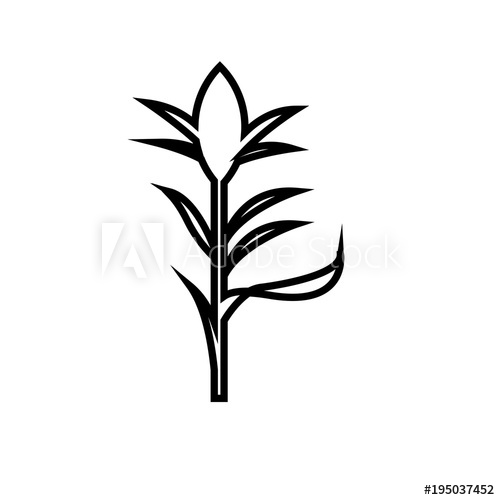 500x500 Corn Stalk Silhouette Outline On White Background