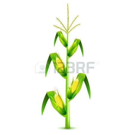 Corn Stalk Vector Silhouette Lowgrav 450x450 Corn Stalk Vector Silhouette Lowgrav