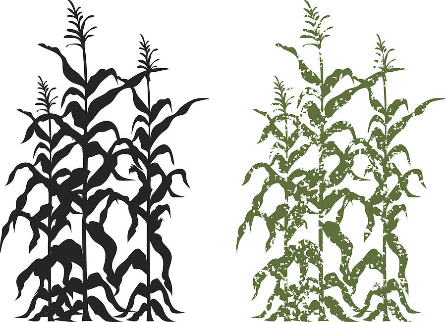 900x651 Corn Stalk Plants In Black And Green Grunge Vector Illustration