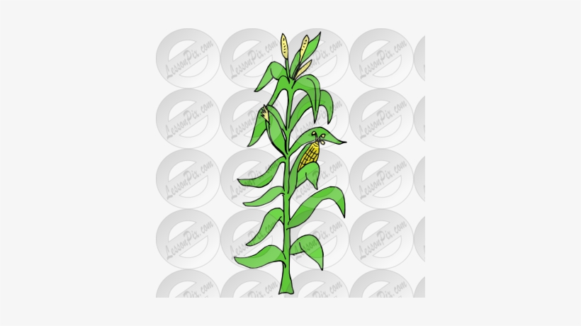 820x460 Corn Stalk Vector Clipart Illustrations