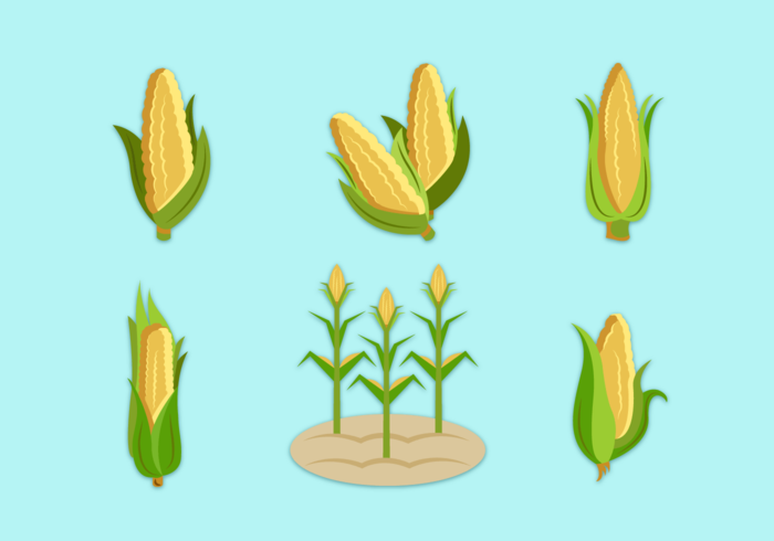 Corn Stalk Vector at Vectorified.com | Collection of Corn Stalk Vector ...