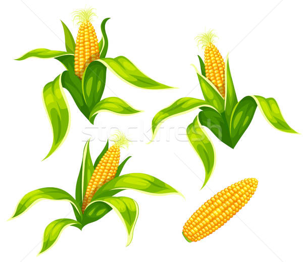 600x519 Corn Stalk Stock Vectors, Illustrations And Cliparts Stockfresh