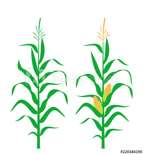 465x500 Corn Stalk Isolated Corn On White Background