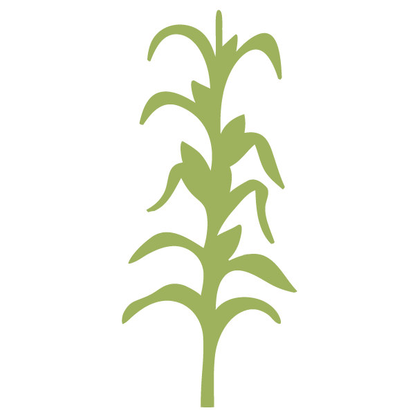 600x600 Corn Stalk Vector Art Images