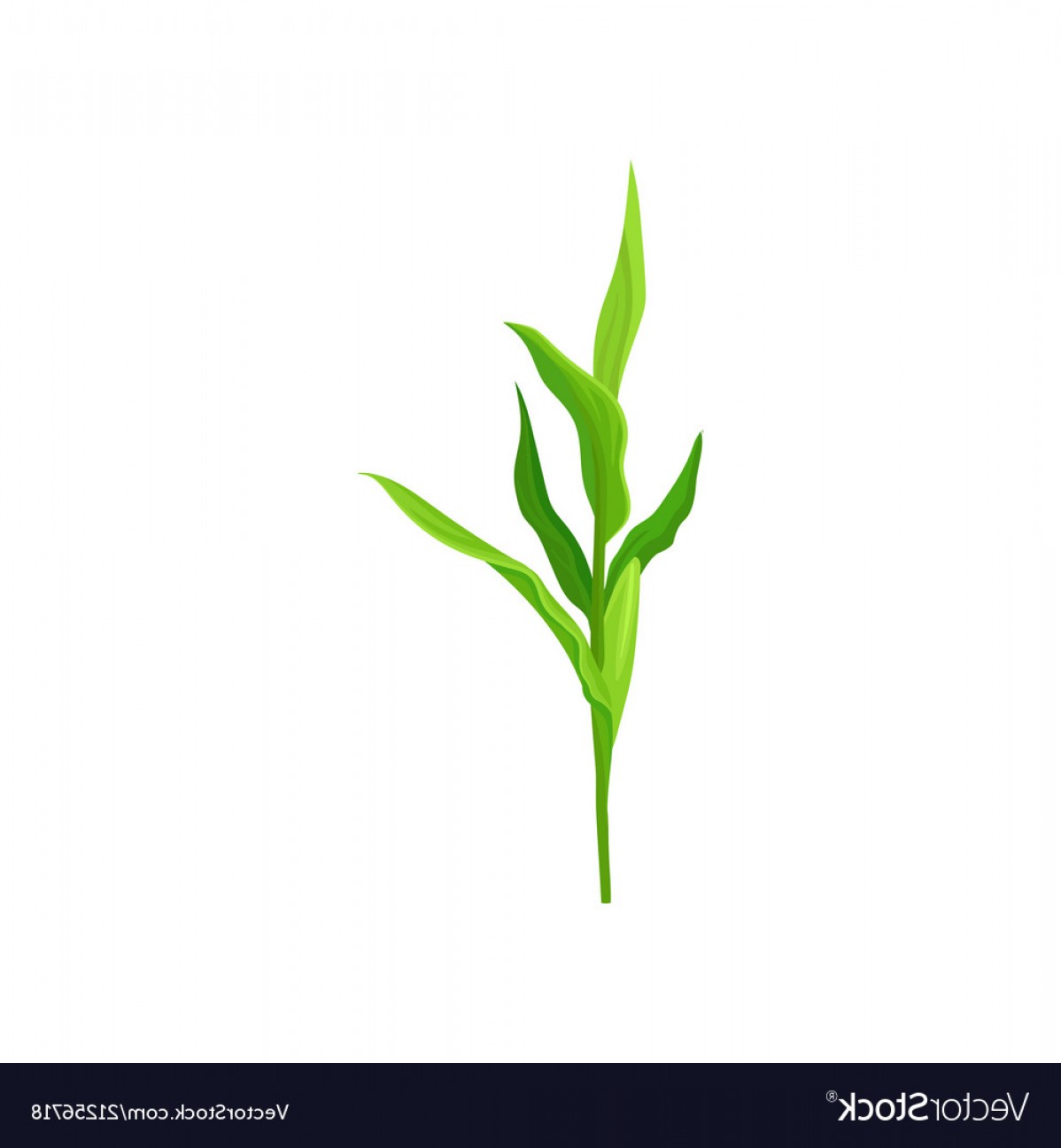 1198x1296 Green Corn Stalk On A White Vector Geekchicpro