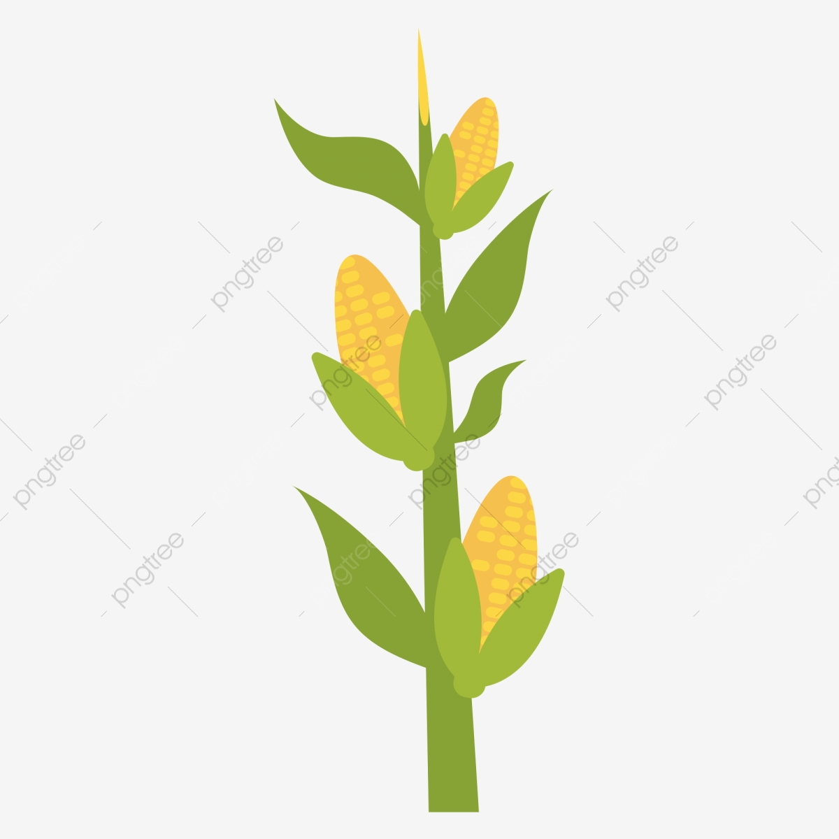 1200x1200 Hand Painted Corn Corn Stalk Plant, Crop, Confidentiality, Reward