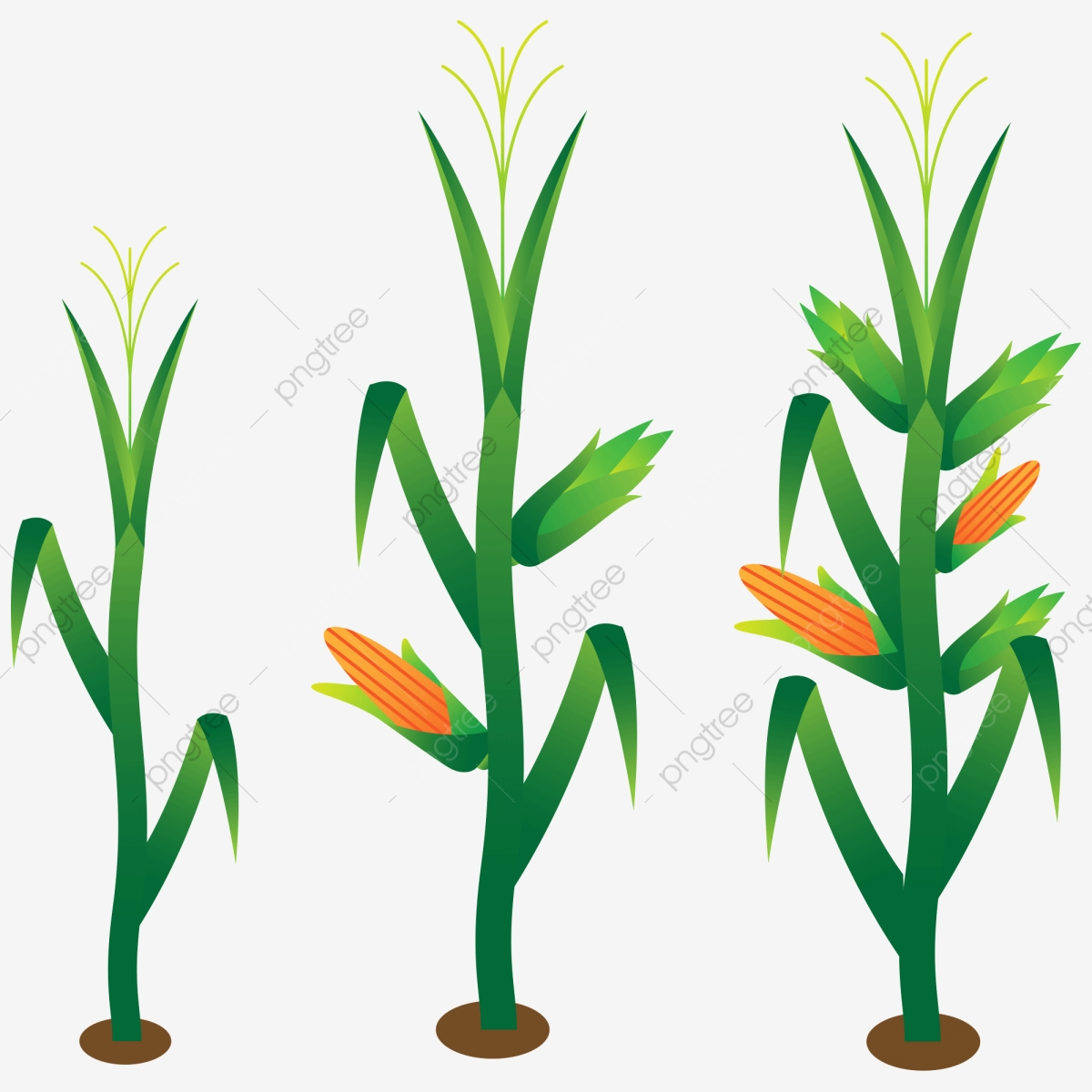 1200x1200 Hand Painted Corn Corn Stalk Plant, Crop, Growing, Grow Up Png