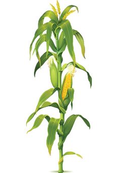 236x342 Huge Collection Of 'corn Stalk Drawing' Download More Than