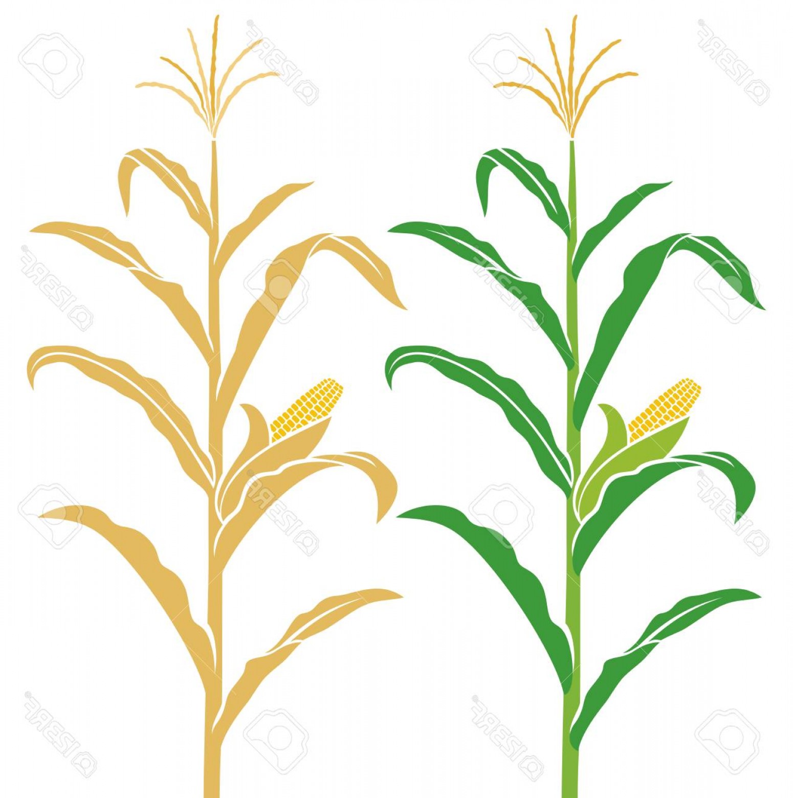 1550x1560 Photostock Vector Corn Stalk Vector Illustration Geekchicpro