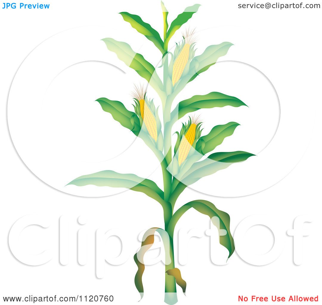 1080x1024 Cartoon Of A Corn Stalk