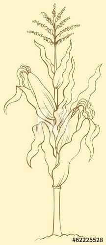 216x500 Vector Drawing Corn Stalk, Leaves, Ears And Seeds