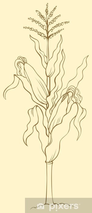 302x700 Vector Drawing Corn Stalk, Leaves, Ears And Seeds Wall Mural