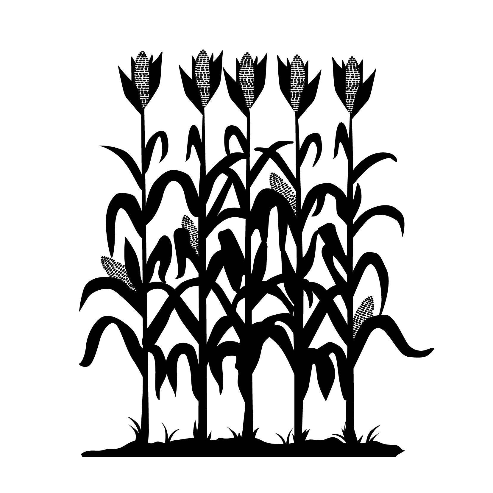 1656x1656 Corn Stalk Silhouette Clipart Free Free Cliparts Download
