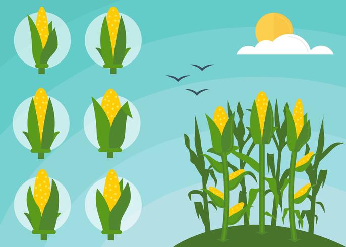 686x490 Corn Free Vector Art