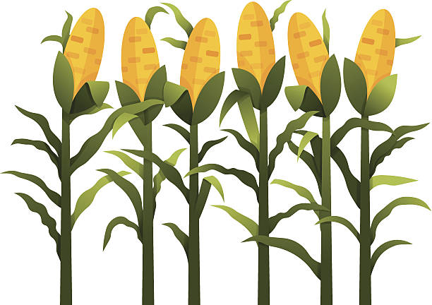 612x432 Corn Stalk Clipart
