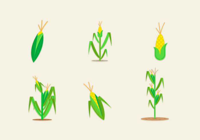 700x490 Corn Stalk Free Vector Art