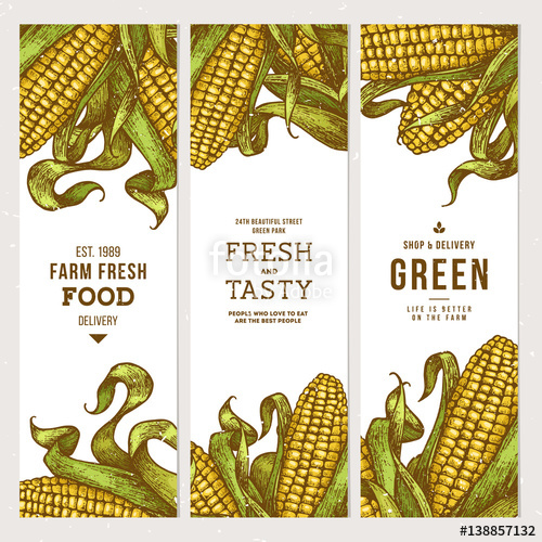 500x500 Corn On The Cob Vintage Banners Collection Botanical Corn Vector